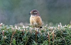 Tarier pâtre ♀ - Saxicola rubicola - European Stonechat<br>Région Parisienne