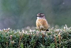 Tarier pâtre ♀ - Saxicola rubicola - European Stonechat<br>Région Parisienne