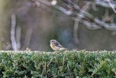 Tarier pâtre ♀ - Saxicola rubicola - European Stonechat<br>Région Parisienne