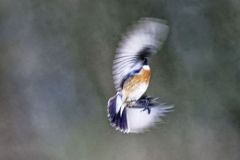 Tarier pâtre ♂ - Saxicola rubicola - European Stonechat<br>Région Parisienne