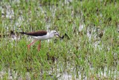 Échasse blanche ♂ - Himantopus himantopus - Black-winged Stilt<br>Vendée