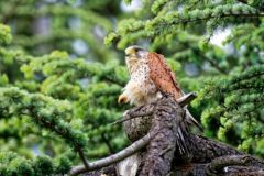 Faucon crécerelle ♂ - Falco tinnunculus - Common Kestrel<br>Région Parisienne