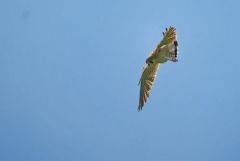 Faucon crécerelle ♂ - Falco tinnunculus - Common Kestrel<br>Région Parisienne