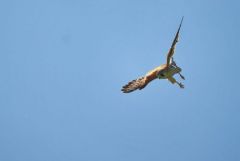 Faucon crécerelle ♂ - Falco tinnunculus - Common Kestrel<br>Région Parisienne