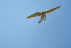 Faucon crécerelle ♂ - Falco tinnunculus - Common Kestrel<br>Région Parisienne