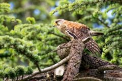 Faucon crécerelle ♂ - Falco tinnunculus - Common Kestrel<br>Région Parisienne