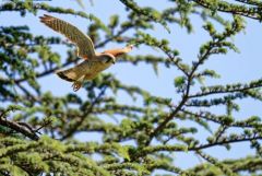 Faucon crécerelle ♂ - Falco tinnunculus - Common Kestrel<br>Région Parisienne