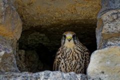 Faucon crécerelle ♀ - Falco tinnunculus - Common Kestrel<br>Région Parisienne