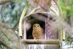 Faucon crécerelle ♀ - Falco tinnunculus - Common Kestrel<br>Région Parisienne