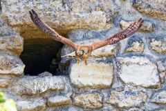 Faucon crécerelle ♀ - Falco tinnunculus - Common Kestrel<br>Région Parisienne