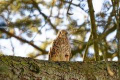 Faucon crécerelle ♀ - Falco tinnunculus - Common Kestrel<br>Région Parisienne