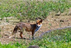 Renard roux - Vulpes vulpes - Red Fox<br>Région Parisienne