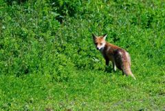 Renard roux - Vulpes vulpes - Red Fox<br>Région Parisienne