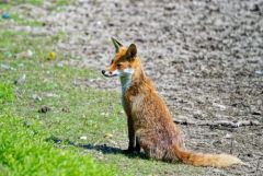 Renard roux - Vulpes vulpes - Red Fox<br>Région Parisienne