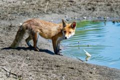 Renard roux - Vulpes vulpes - Red Fox<br>Région Parisienne