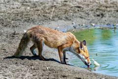 Renard roux - Vulpes vulpes - Red Fox<br>Région Parisienne