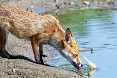 Renard roux - Vulpes vulpes - Red Fox<br>Région Parisienne