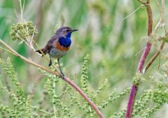 Gorgebleue à miroir - Luscinia svecica - Bluethroat<br>Vendée