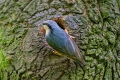 Sittelle torchepot - Sitta europaea - Eurasian Nuthatch<br>Région Parisienne