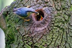 Sittelle torchepot - Sitta europaea - Eurasian Nuthatch<br>Région Parisienne