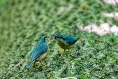 Sittelle torchepot - Sitta europaea - Eurasian Nuthatch<br>Région Parisienne