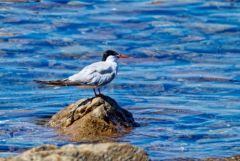 Sterne pierregarin - Sterna hirundo - Common Tern<br>Vendée