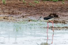 Échasse blanche ♀ - Himantopus himantopus - Black-winged Stilt<br>Vendée