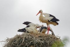 Cigogne blanche - Ciconia ciconia - White Stork<br>Vendée