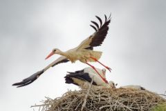 Cigogne blanche - Ciconia ciconia - White Stork<br>Vendée