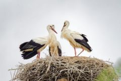 Cigogne blanche - Ciconia ciconia - White Stork<br>Vendée