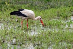 Cigogne blanche - Ciconia ciconia - White Stork<br>Vendée