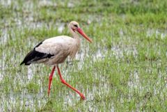 Cigogne blanche - Ciconia ciconia - White Stork<br>Vendée