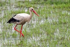 Cigogne blanche - Ciconia ciconia - White Stork<br>Vendée