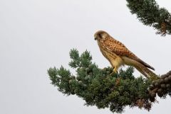 Faucon crécerelle juvénile - Falco tinnunculus - Common Kestrel<br>Région Parisienne