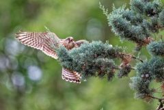 Faucon crécerelle juvénile - Falco tinnunculus - Common Kestrel<br>Région Parisienne