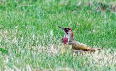 Pic vert ♂ et juvénile - Picus viridis - European Green Woodpecker<br>Région parisienne