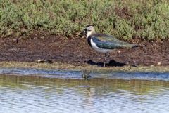 Vanneau huppé - Vanellus vanellus - Northern Lapwing<br>Vendée