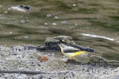 Bergeronnette des ruisseaux - Motacilla cinerea - Grey Wagtail<br>Région parisienne