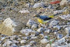 Bergeronnette des ruisseaux - Motacilla cinerea - Grey Wagtail<br>Région parisienne