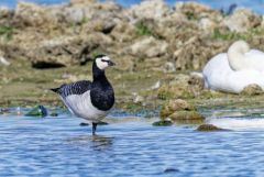 Bernache nonnette - Branta leucopsis - Barnacle Goose<br>Région parisienne