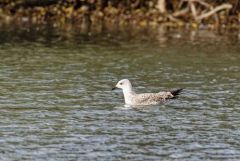 Goéland leucophée 1er année - Larus michahellis - Yellow-legged Gull<br>Région parisienne