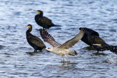 Goéland leucophée 1er année - Larus michahellis - Yellow-legged Gull<br>Région parisienne