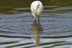 Grande Aigrette - Ardea alba -- Brème bordelière - Blicca bjoerkna<br>Région parisienne