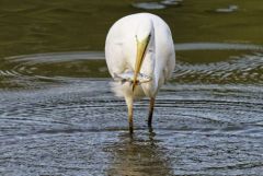 Grande Aigrette - Ardea alba -- Brème bordelière - Blicca bjoerkna<br>Région parisienne