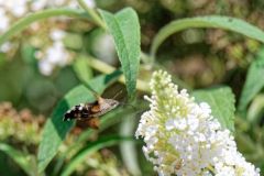 Moro-sphinx - Macroglossum stellatarum - hummingbird hawk-moth<br>Vendée