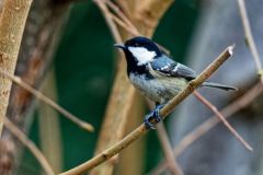 Mésange noire - Periparus ater - Coal Tit<br>Région parisienne