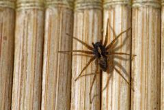 Araignée - Pardosa sp<br>Région parisienne