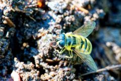 Eristale gluante - Myathropa florea<br>Région parisienne