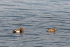 Nette rousse - Netta rufina - Red-crested Pochard<br>Région parisienne