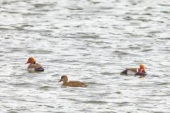 Nette rousse - Netta rufina - Red-crested Pochard<br>Région parisienne